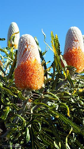 Banksia Tree, WA.